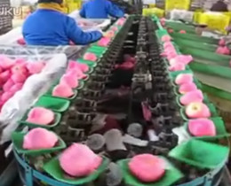 ellipse type fruit and vegetable sorting machine