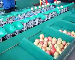 double line type fruit and vegetable sorting machine