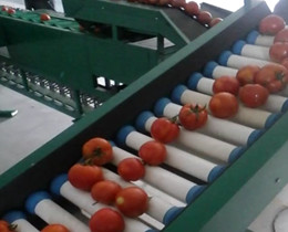 straight line type fruit and vegetable sorting machine