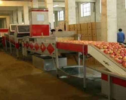 apple processing line
