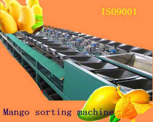 double line type sorting machine for mango