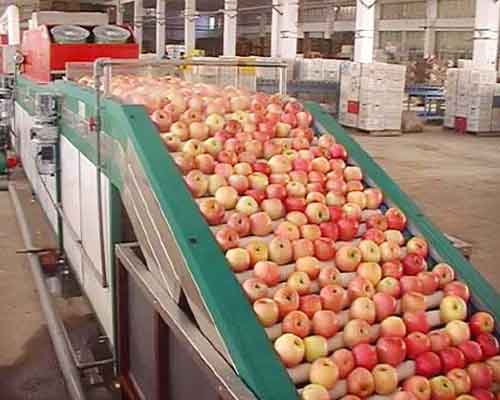 fruit size sorting machines effect