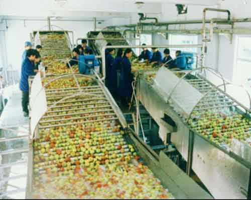 fruit washer machinery working scene
