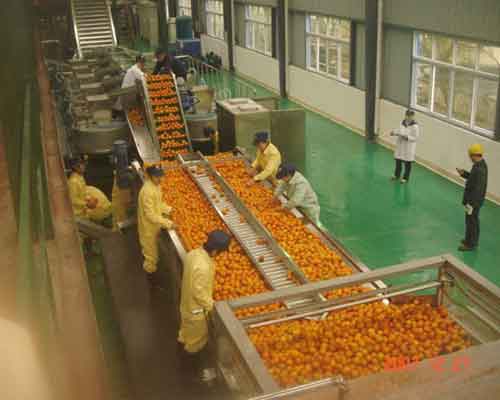 orange processing line