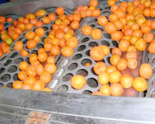 orange size sorting machine