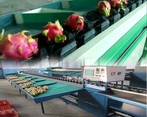 used fruit grading equipment