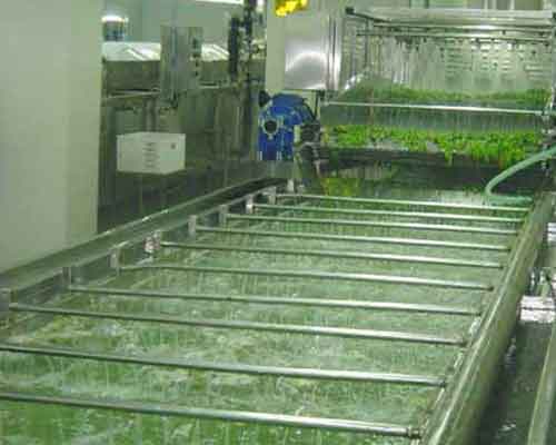 vegetables and fruit washe machinery working-scene