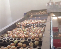 fruits and vegetables size sorting machines