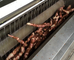 vegetable washing and peeling machines