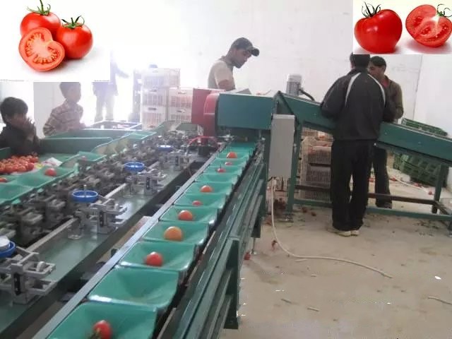 Pakistan customer inspects our apple grading and sorting machine by size