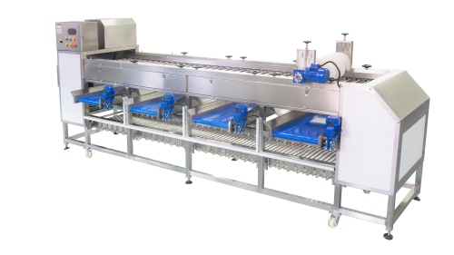 【Success Case】Jordan client customizes potato roller sorting machine to improve potato sorting efficiency