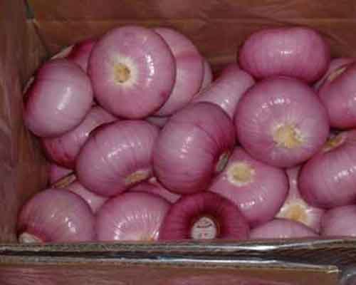 onion cutting machine effect