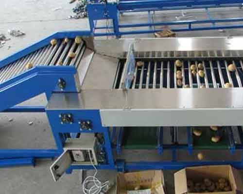 potato roller type sorting line
